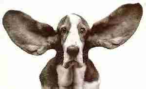 Ich bin der Hund und hei�e Wasti